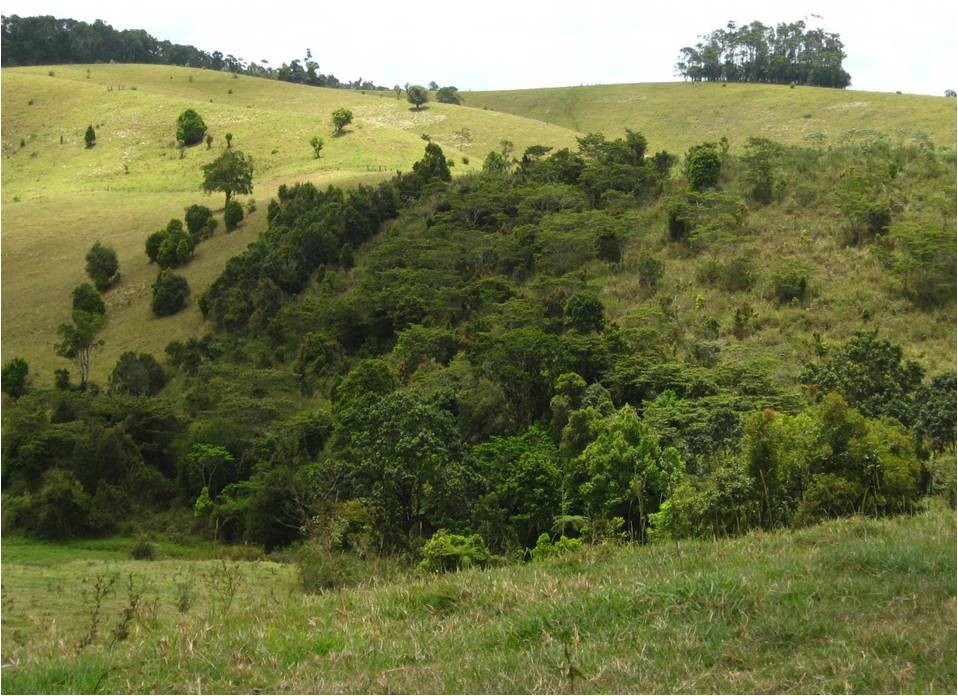 Biodiversity plantings speed up forest recovery in Australian rainforests