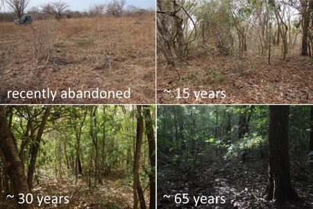 Can tropical forests recover after major disturbance?