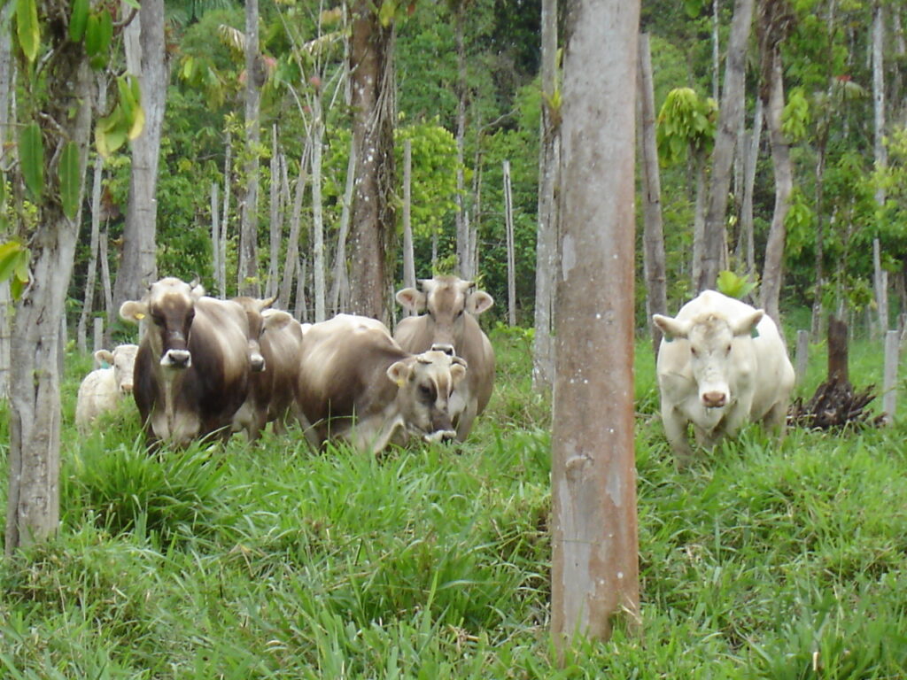 Reforested silvopastoral system, Amazonian Ecuador (Photo: Thomas Rudel)