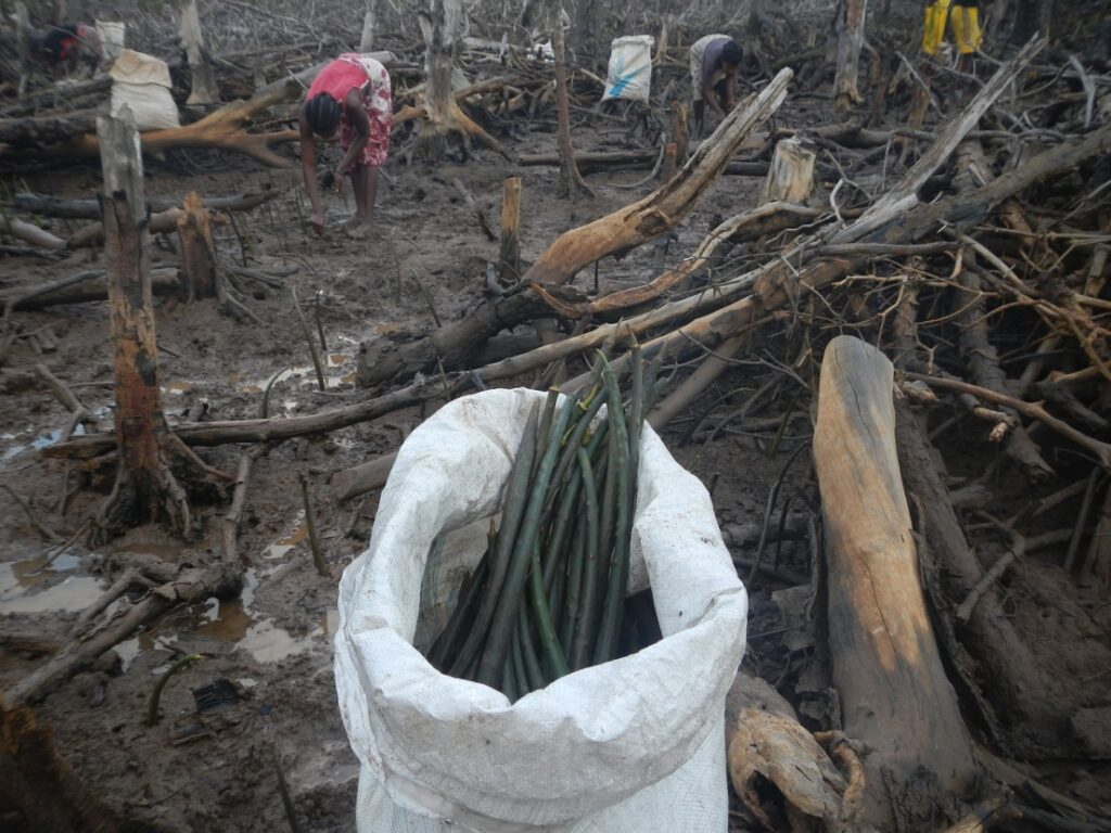 Clearing and collecting tree propagules in Madagascar