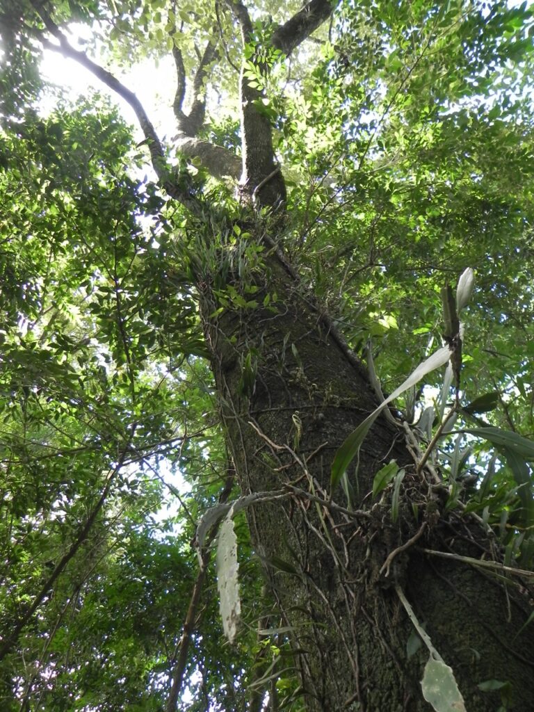 Tree with epiphytes in secondary growth forest, Amazonian Brazil